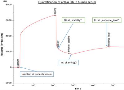 Pneumococcal Polysaccharide Vaccination Elicits IgG Anti-A/B Blood Group Antibodies in Healthy Individuals and Patients with Type I Diabetes Mellitus